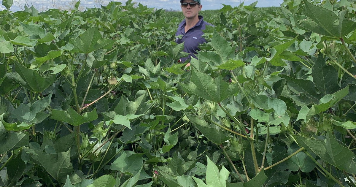Same Cotton Growth Regulant ADAMA Australia
